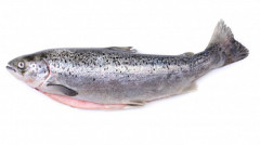 Ryby Pstruh 5 kg 250-300g(Mrazen�)